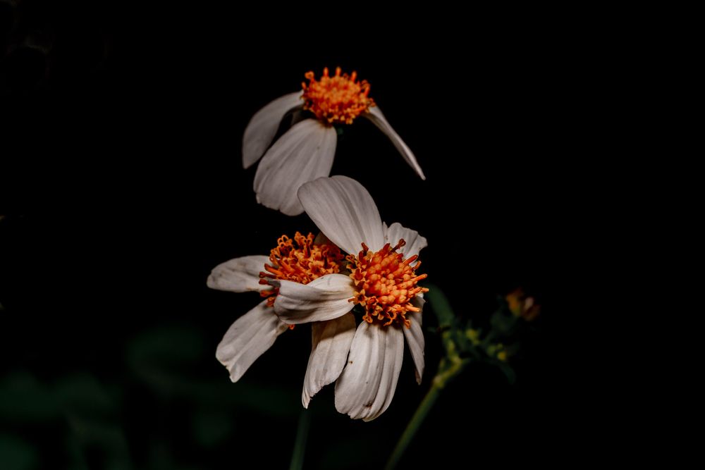 Photograph by Dino Von Valen