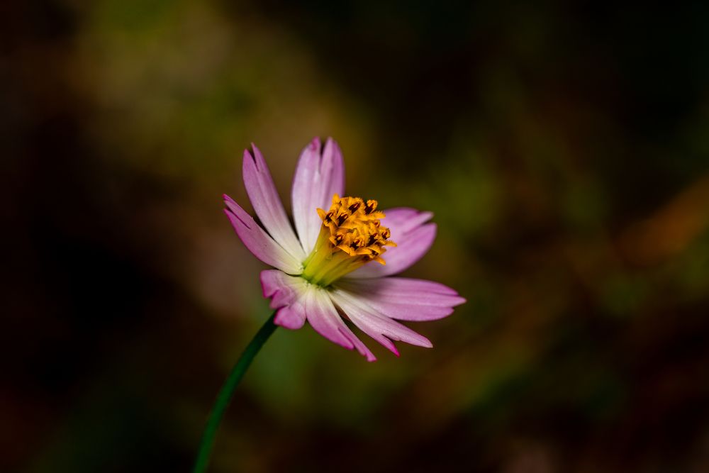 Photograph by Dino Von Valen
