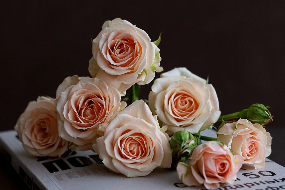 Фотография автора Светлана Цудзевич