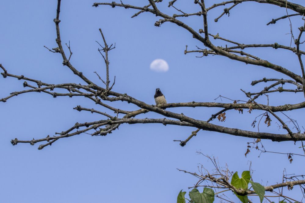 Photograph by Chamara Sulakkhana Polwatta Siriyalage