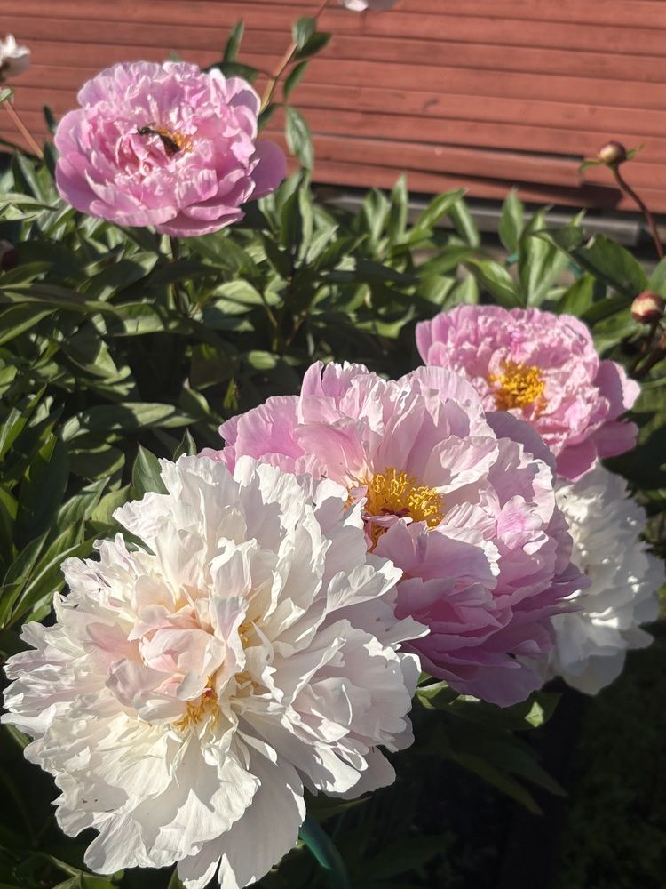 Photograph by Наталья Онофренчук