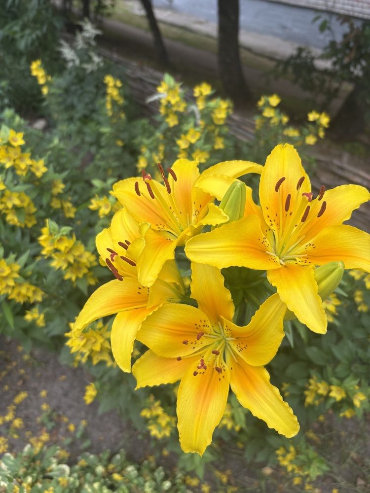 Photograph by Наталья Онофренчук