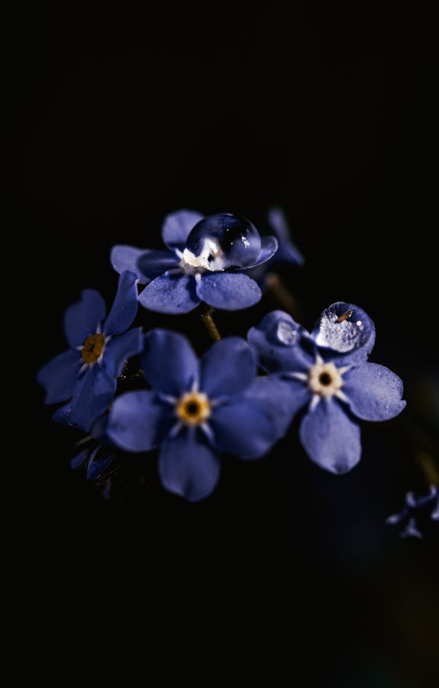 Photograph by Arnold Mécses