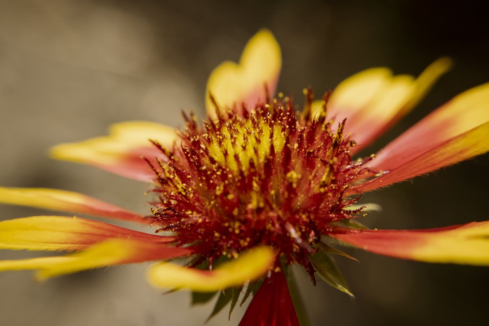Photograph by Arnold Mécses