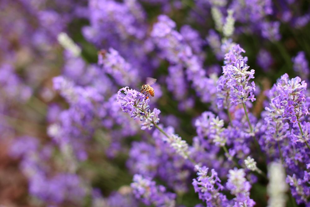 Фотография автора Кристина Догодька