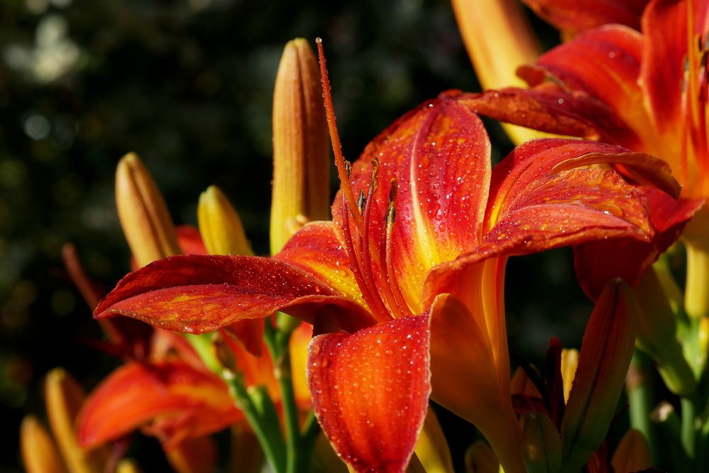 Photograph by Владимир Лобанов