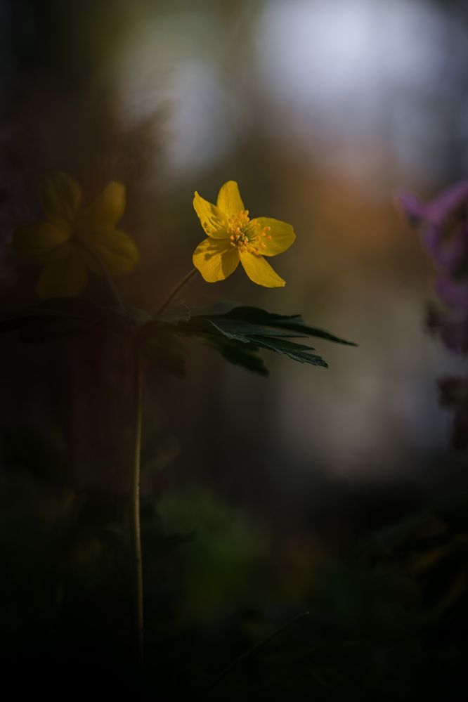 Photograph by Veronika Biró