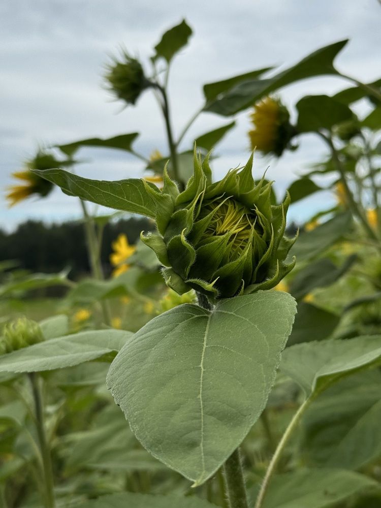 Photograph by Елена Войтова