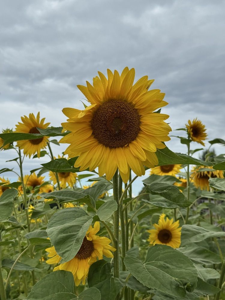 Photograph by Елена Войтова