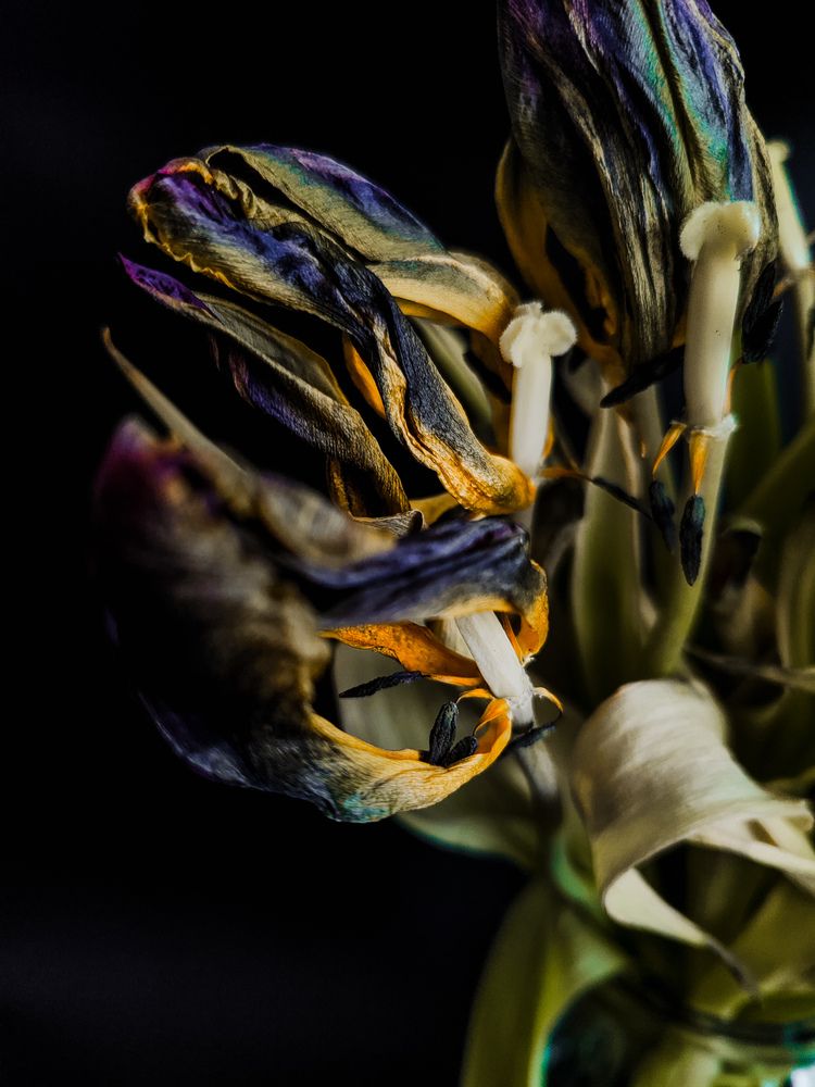 Фотография автора Алиса Исаева