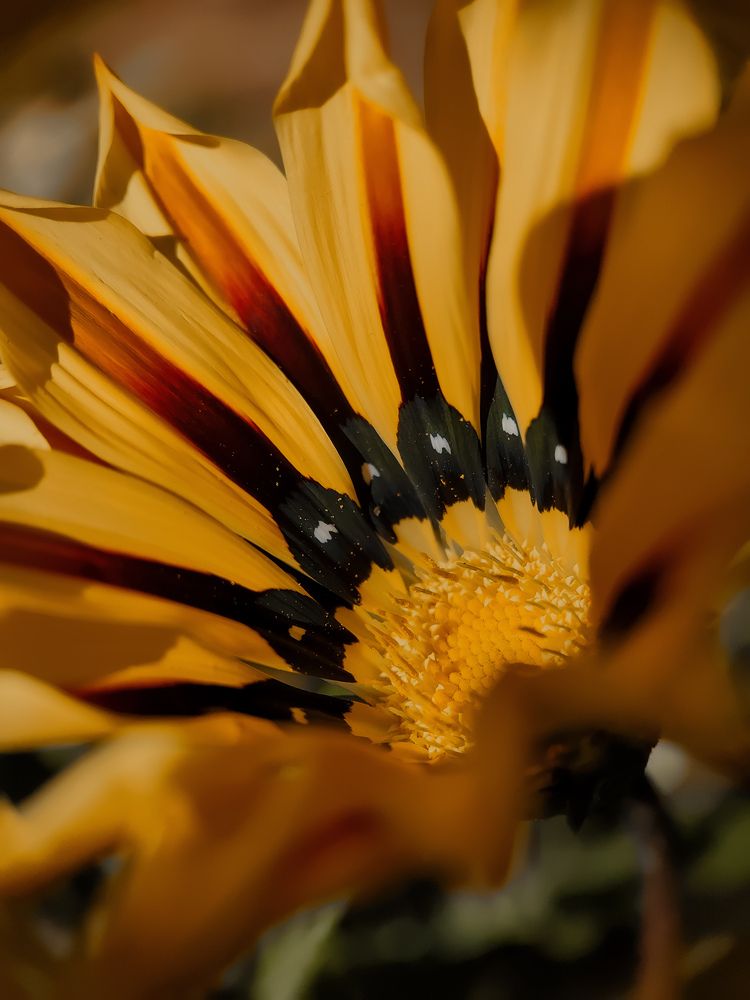 Фотография автора Алиса Исаева