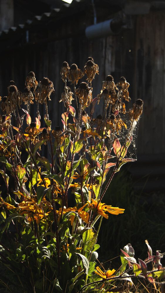 Рудбекия осенью