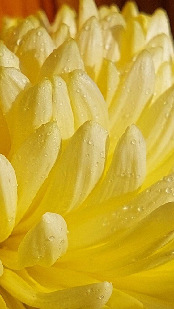 Photograph by Svitlana Usatenko