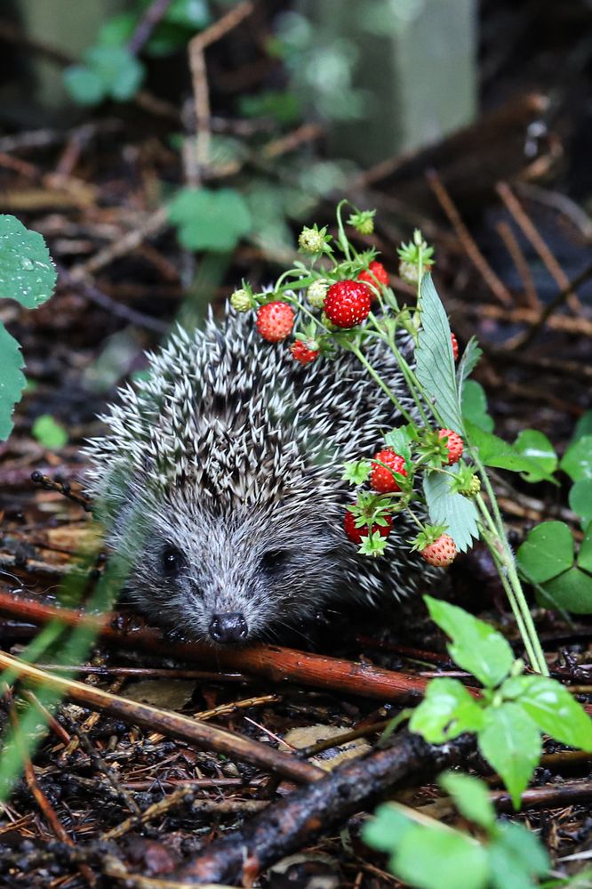 Фотография автора Светлана Цудзевич