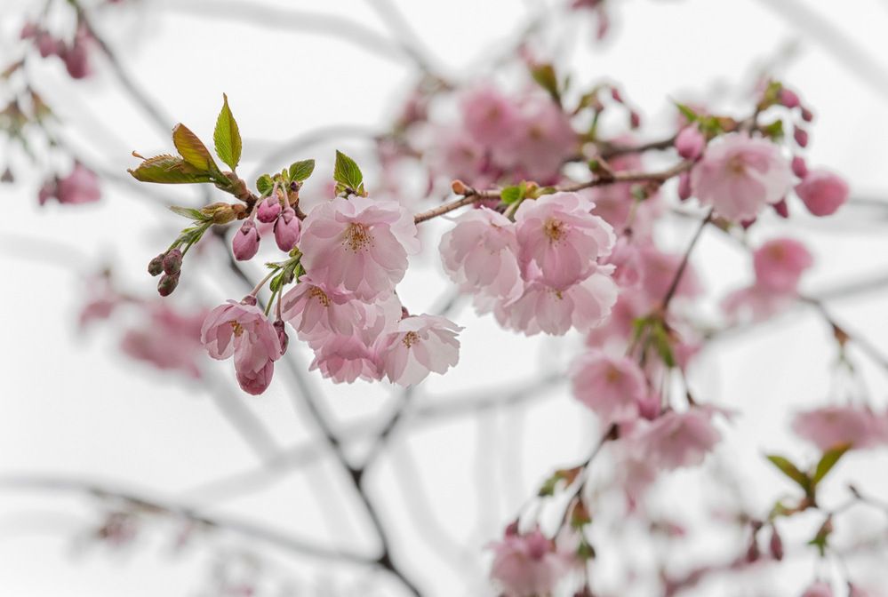 Photograph by Рюмина Ляля