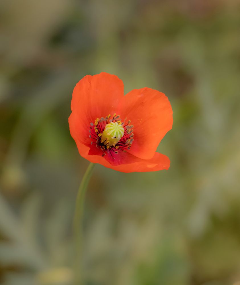 Фотография автора Ismail SAIDI