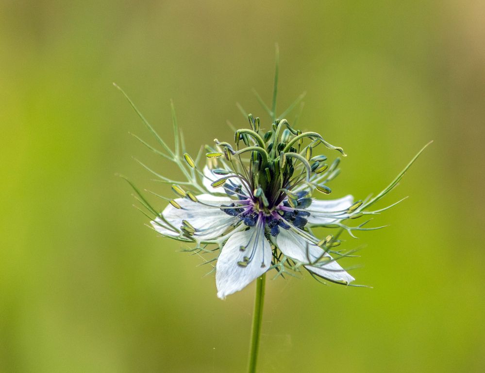 Фотография автора Ismail SAIDI