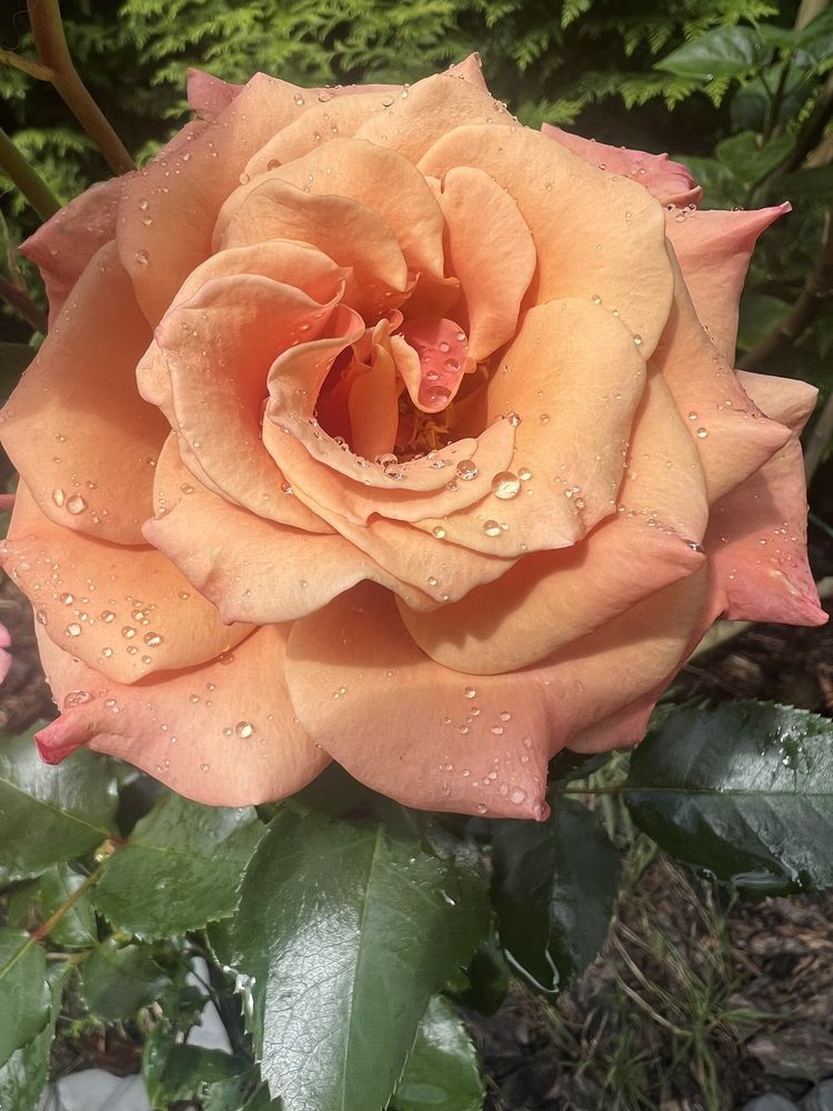 Photograph by Kira Ko