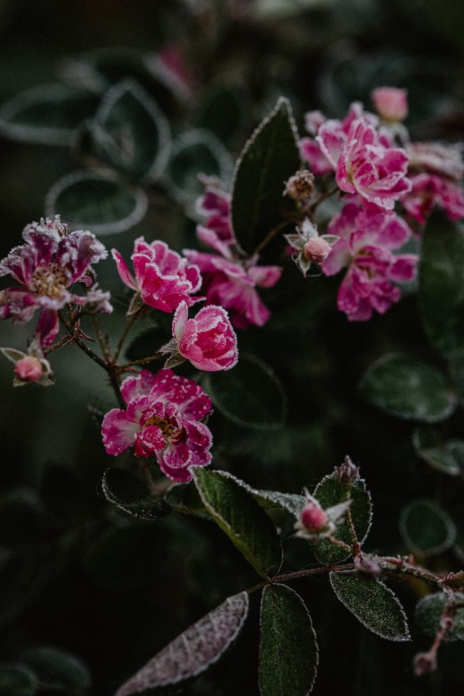 Photograph by Юлия Герман