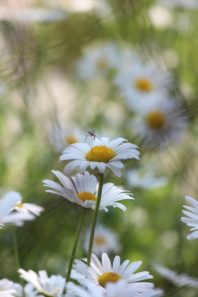 Photograph by Юлия Немцова