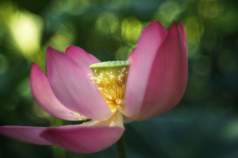 Photograph by Ольга Колобова