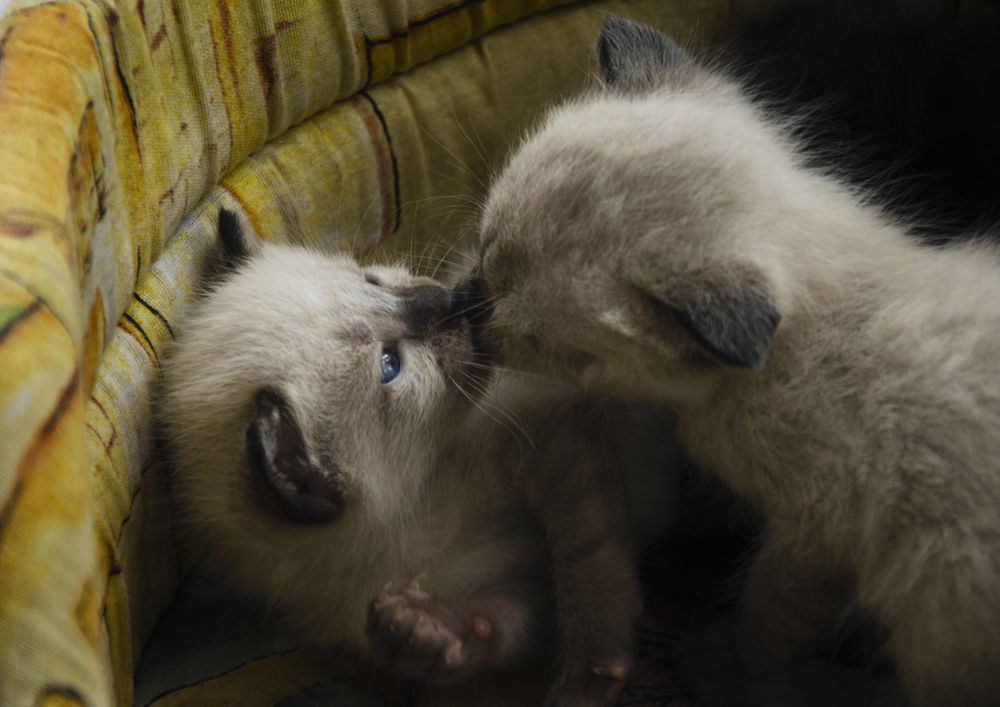 Photograph by Mikhail Kolesnik