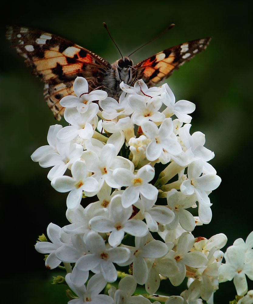 Photograph by Зоя Быкова