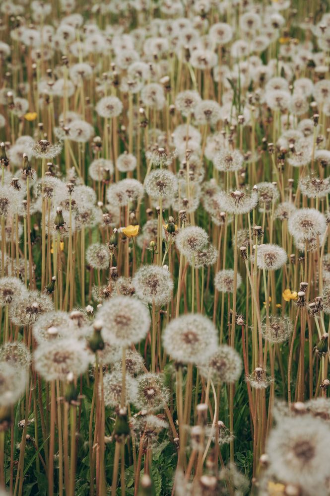 Фотография автора Ольга Степанова