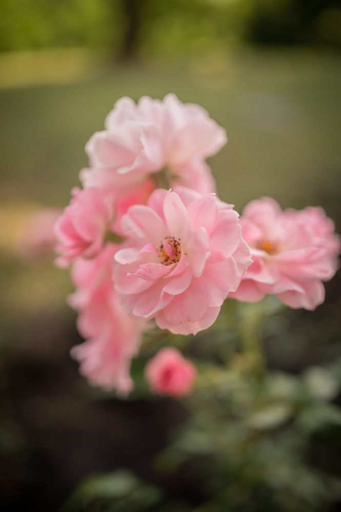 Фотография автора Ольга Степанова