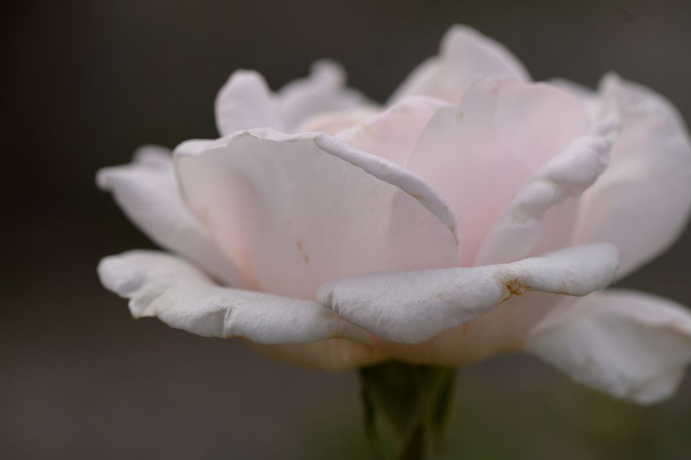 Photograph by Михаил Шорохов