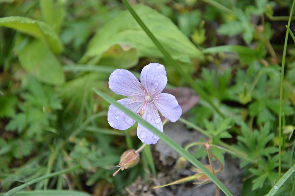 Photograph by Елена Савчук