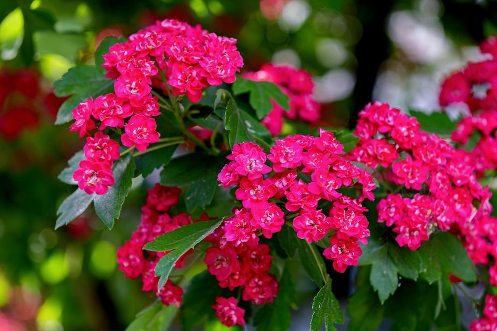 Photograph by Михаил Косолапов