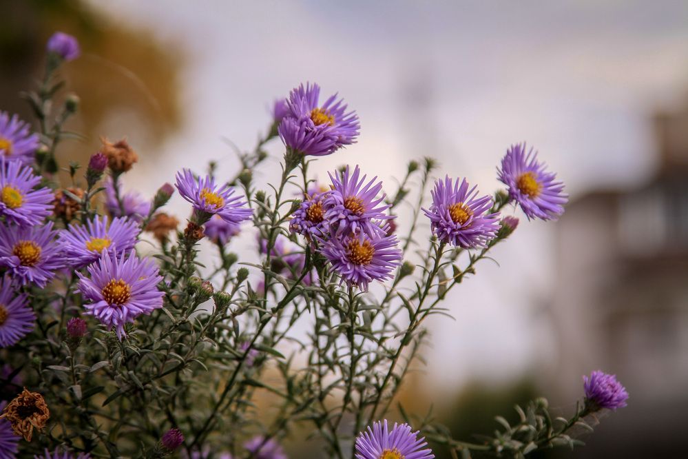 Photograph by Алёна Горелкина
