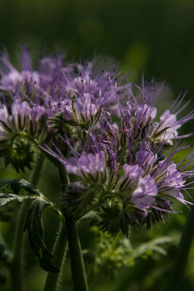 Photograph by Алёна Горелкина