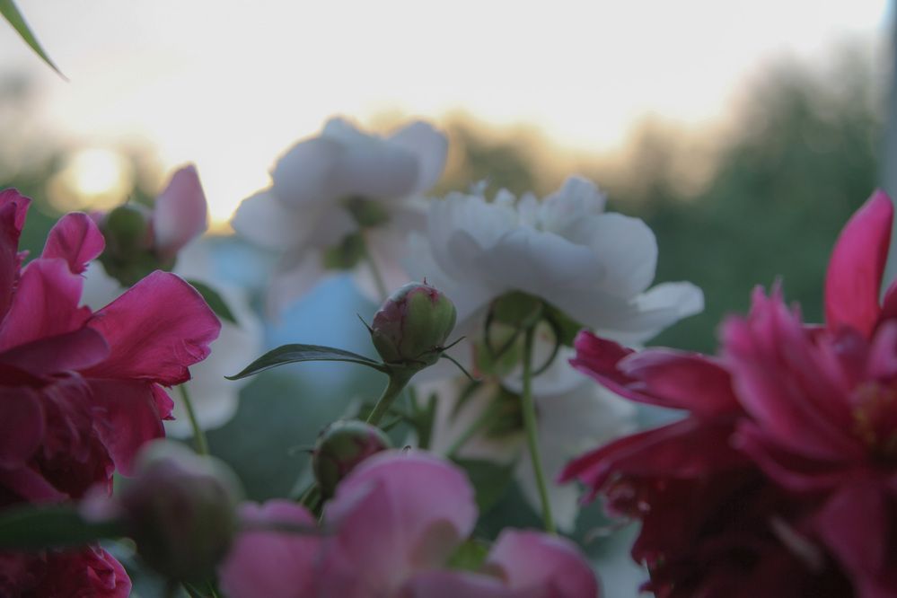 Photograph by Алёна Горелкина