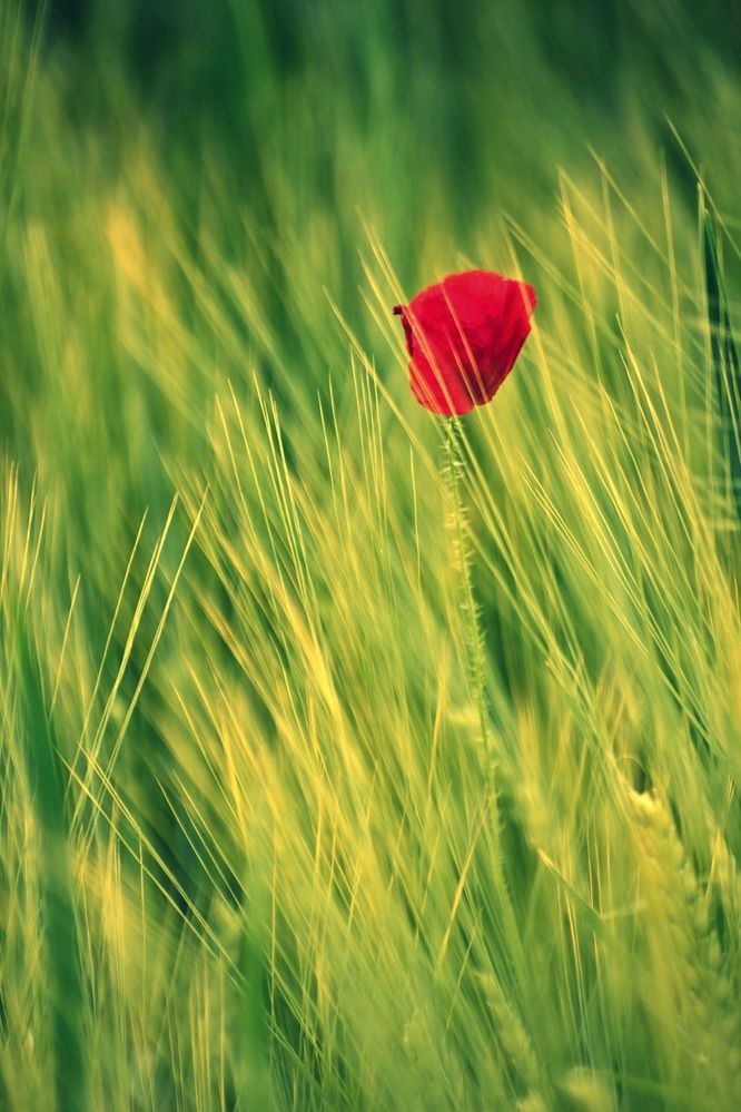 Photograph by Peter Pochyly