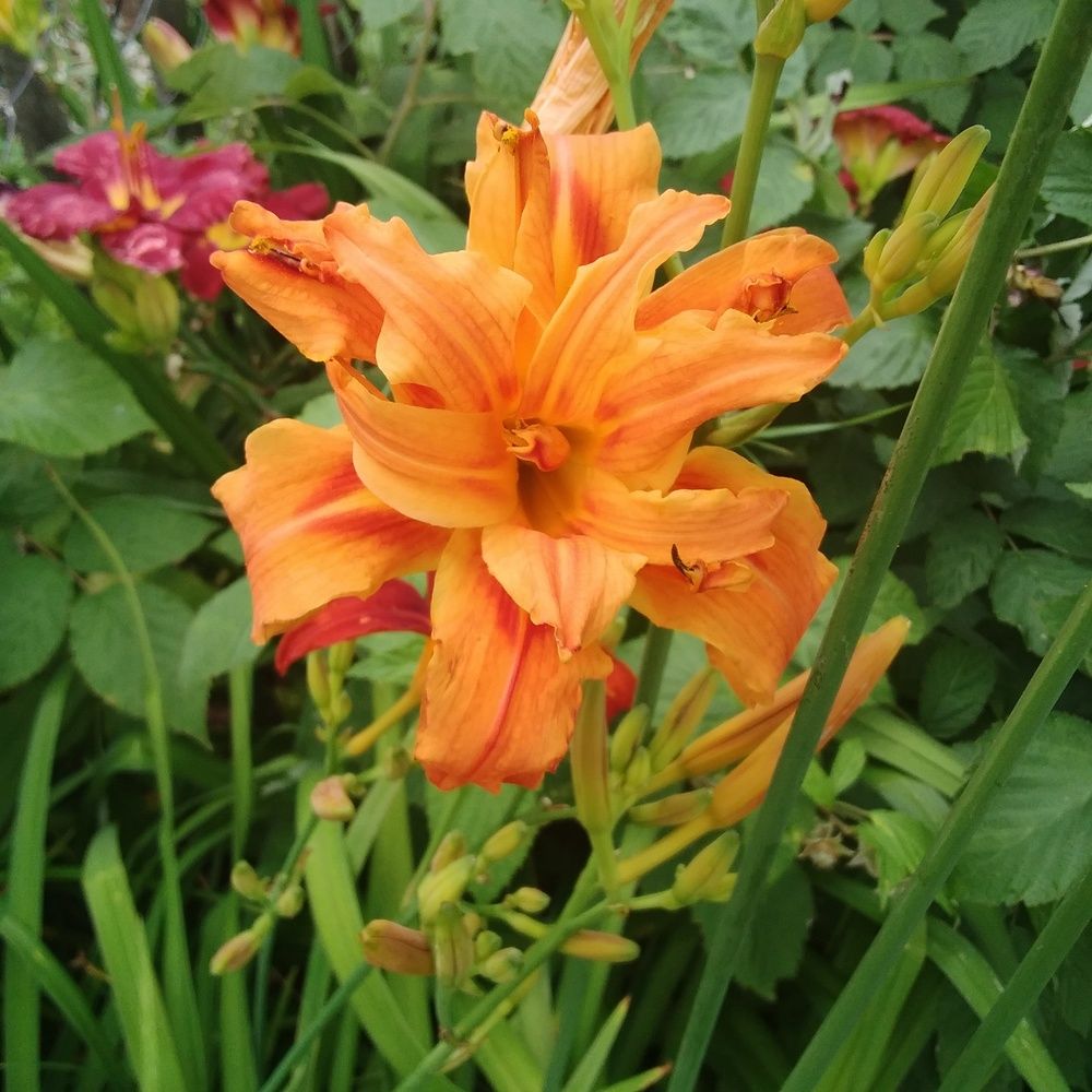 Photograph by Васильева Львовна