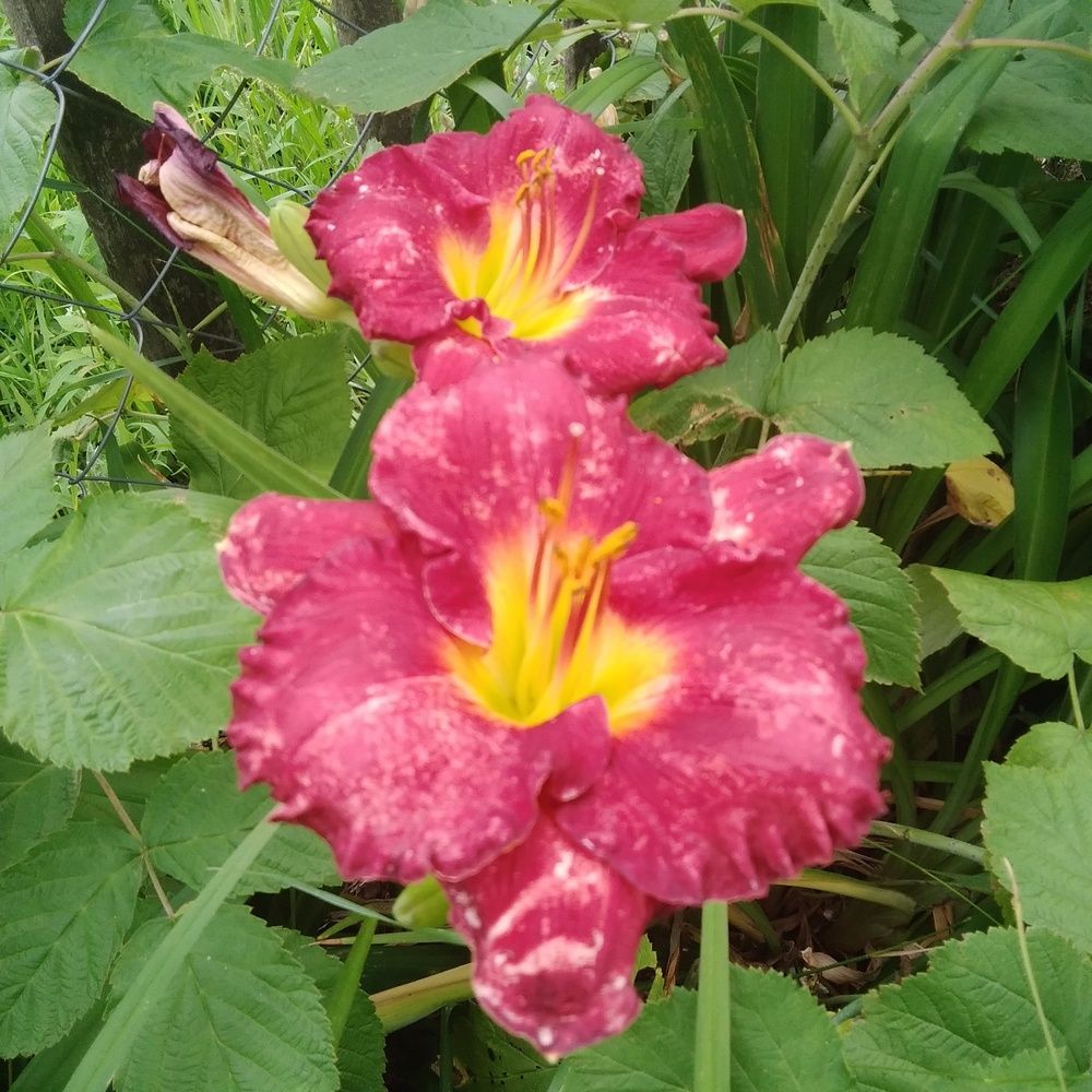 Photograph by Васильева Львовна