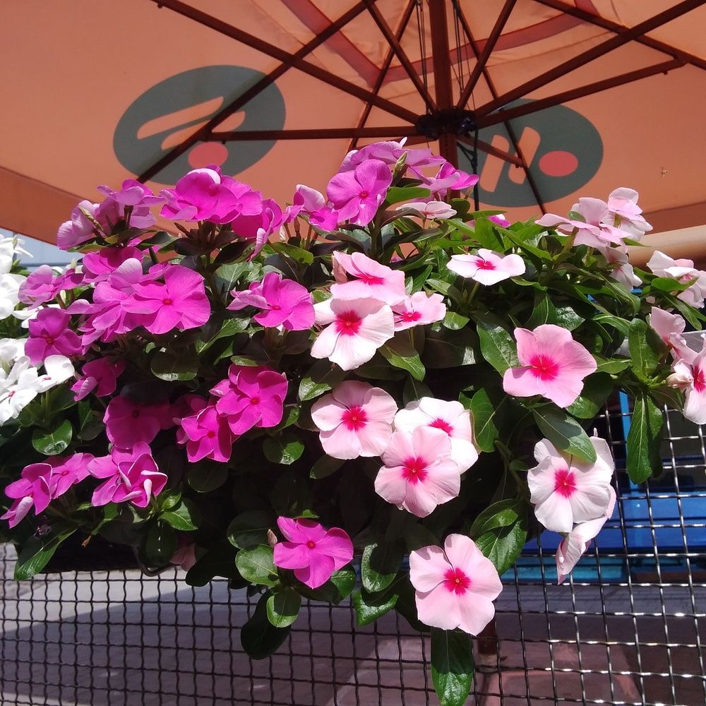 Photograph by Васильева Львовна