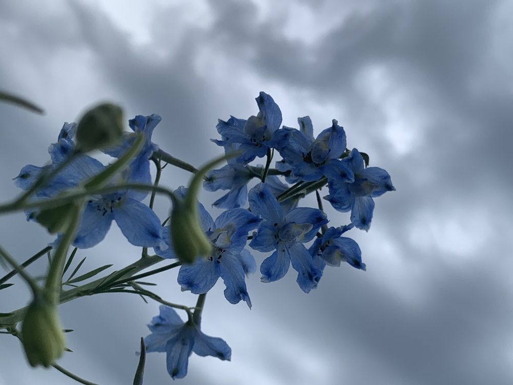 Photograph by Кара Майорова