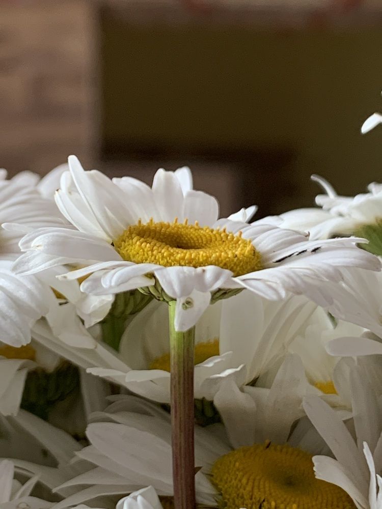 Photograph by Кара Майорова