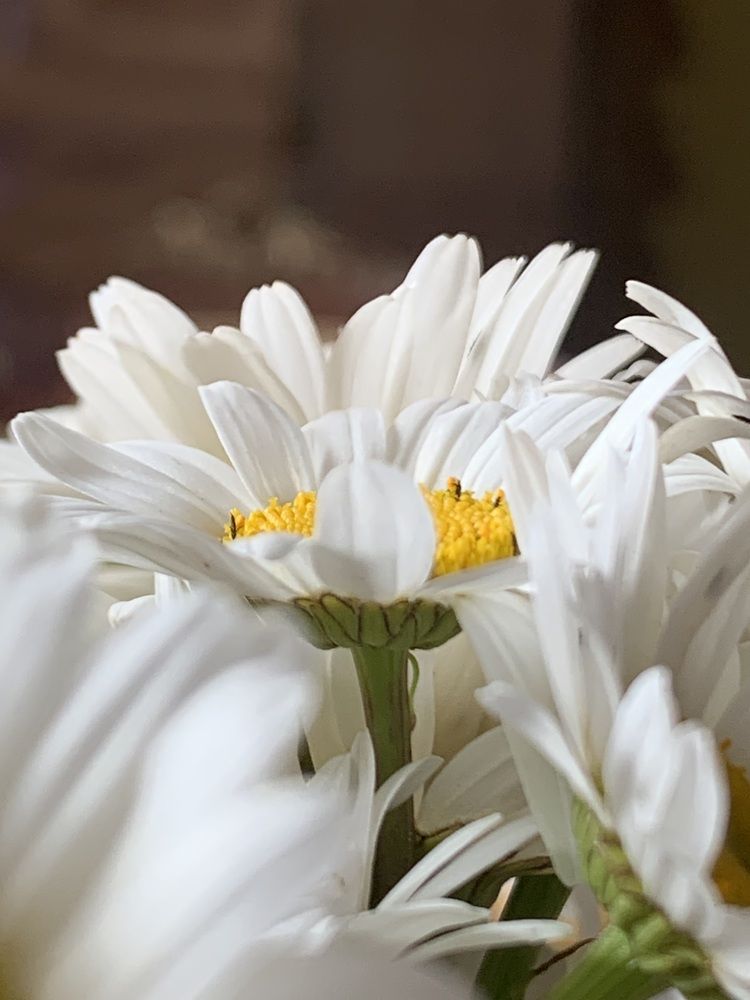 Photograph by Кара Майорова