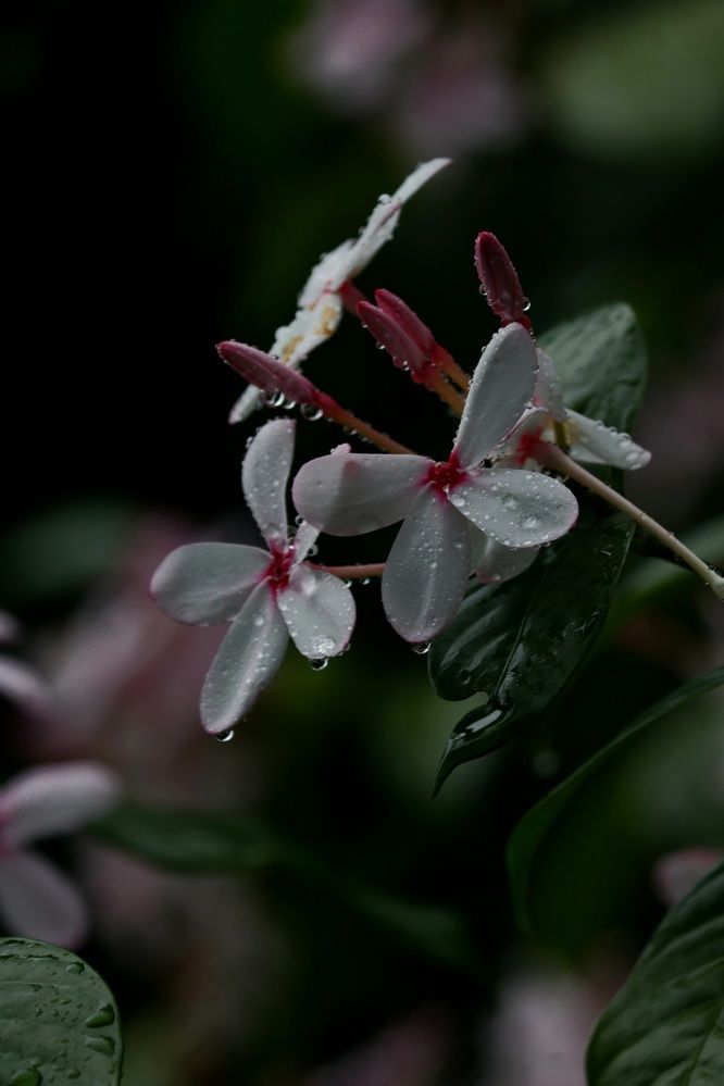 Photograph by Partha Pal