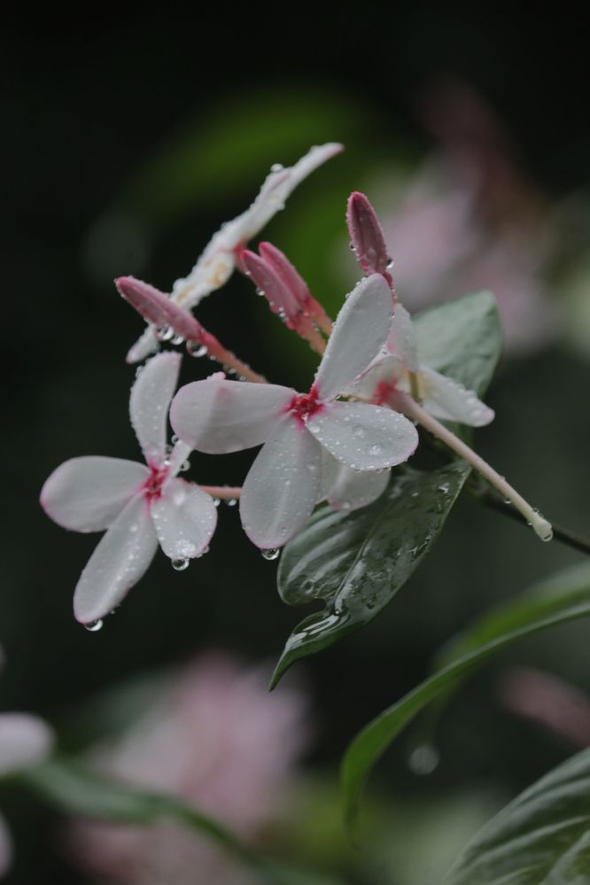 Photograph by Partha Pal