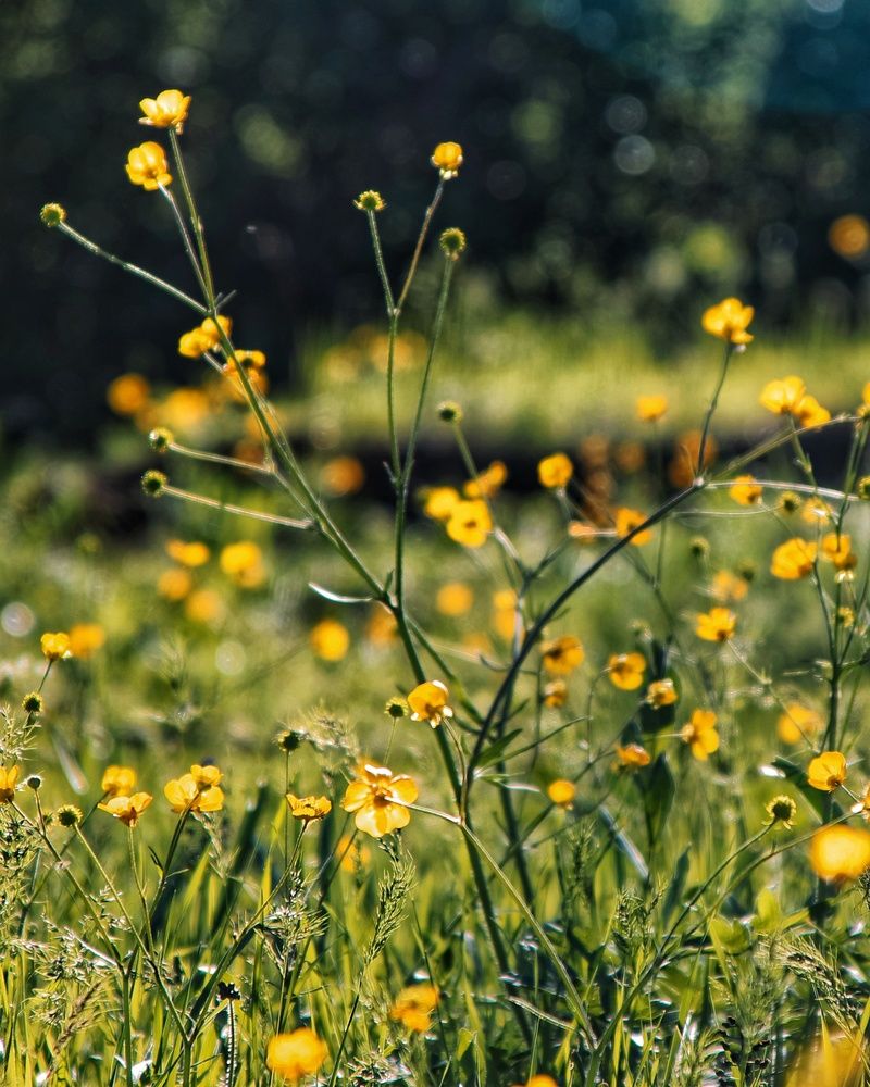 Фотография автора Naser Rezeian