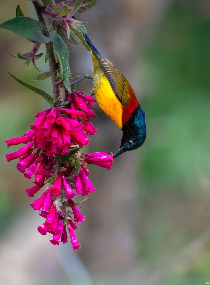 Photograph by Prabhat Ghosh