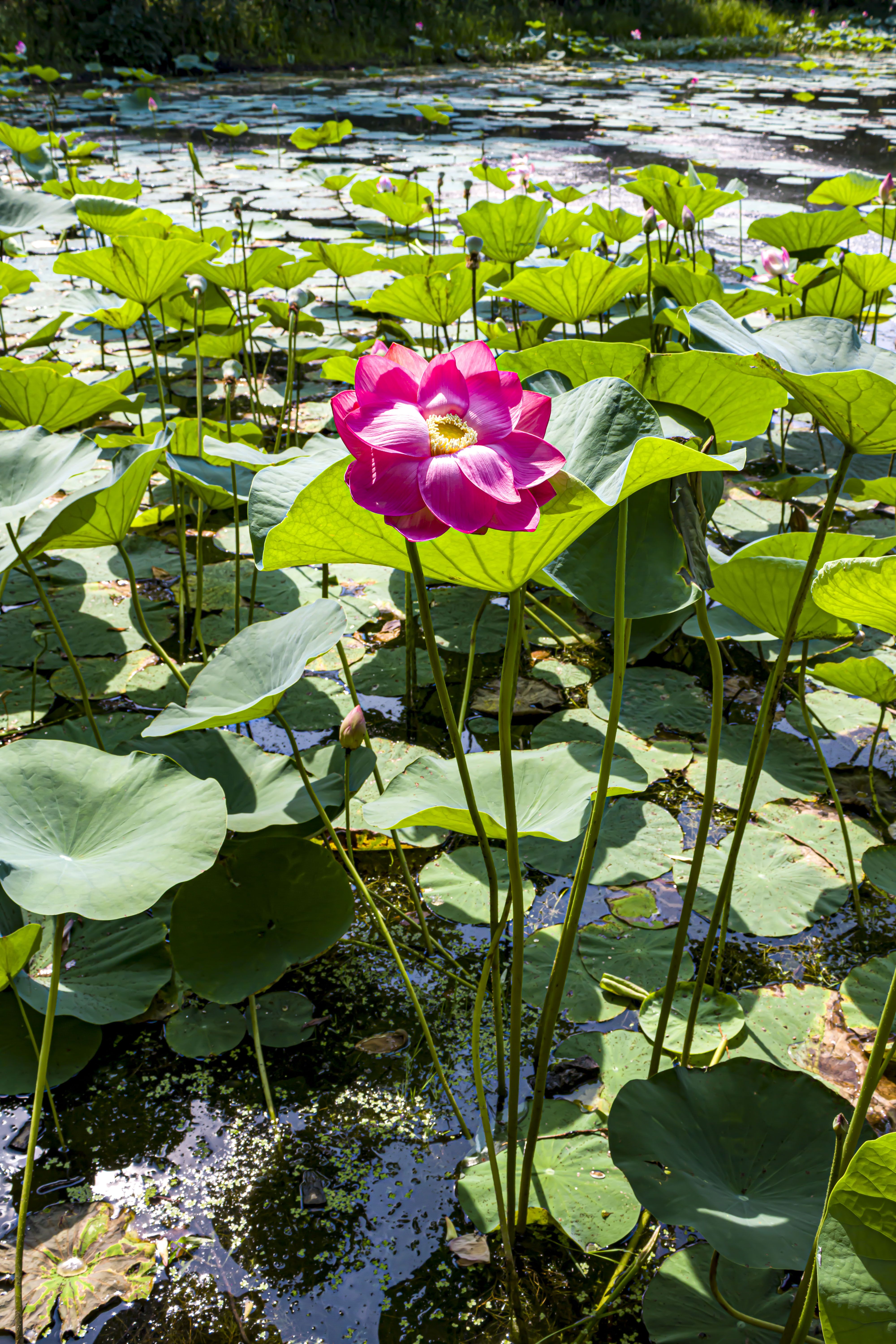 Photograph by Анастасия Никулина