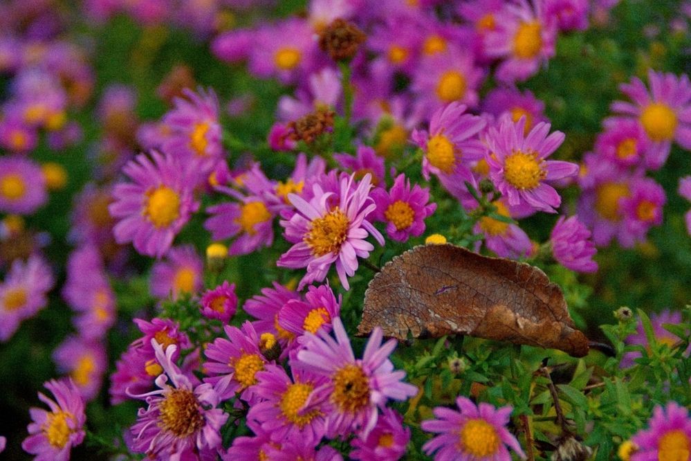 Фотография автора Илья К