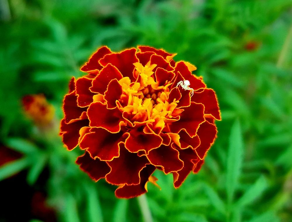 Photograph by Сергей Мамалюк