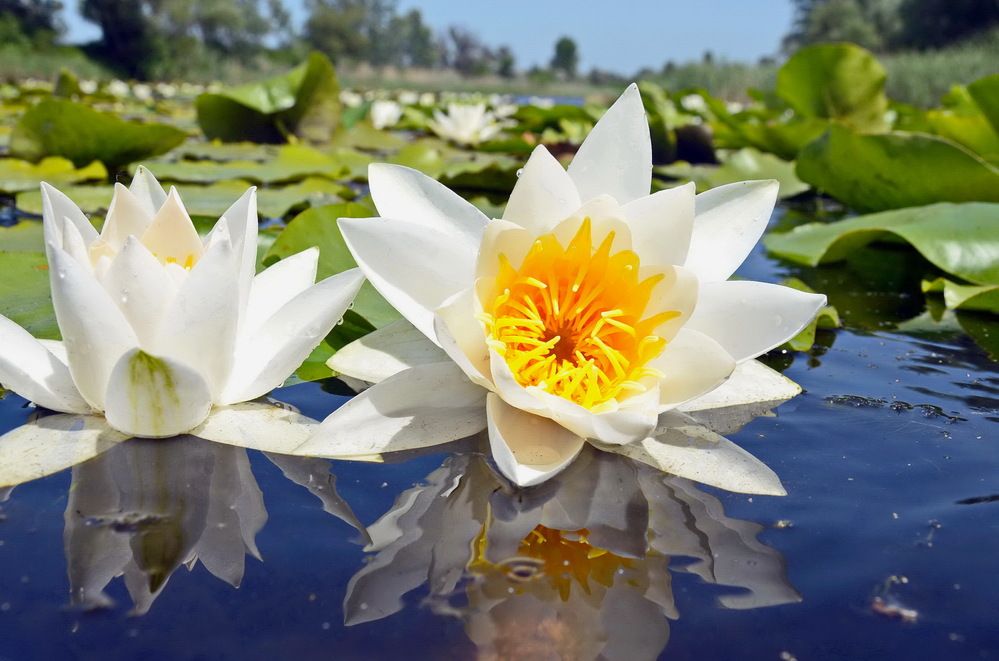 Фотография автора ВЛАДИМИР Тертышник